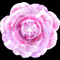 Big Pink Rose